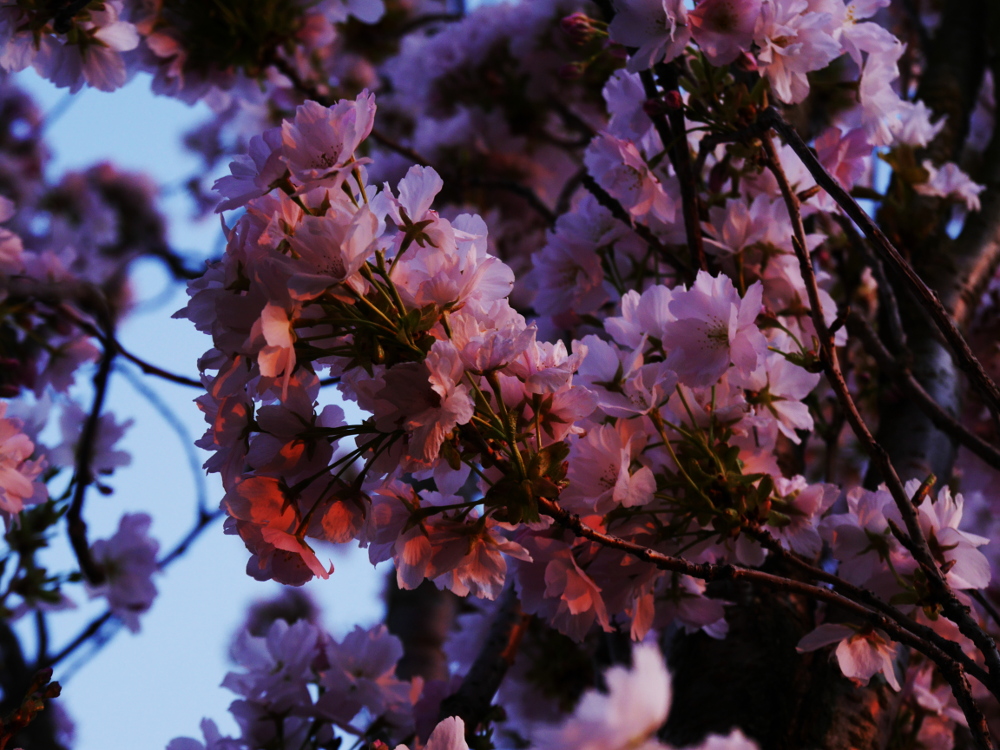 Das Foto zeigt die weißen Blüten einer Zierkirsche. Da das Foto am Abend während des Sonnenuntergangs aufgenommen wurde leuchten die eigentlich weißen Blüten in einem warmen, rötlichen Farbton. Das wirkt sehr friedlich.