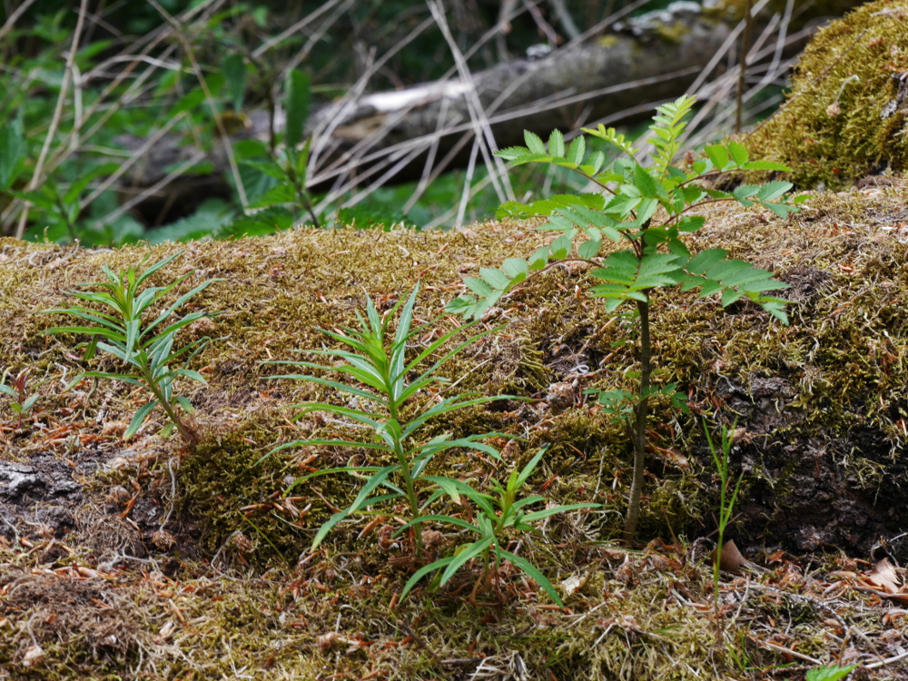 Das Foto zeigt mehrere kleine Mini-Bäumchen, die aus einem toten, auf dem boden liegenden und vermosten Baumstam wachsen.