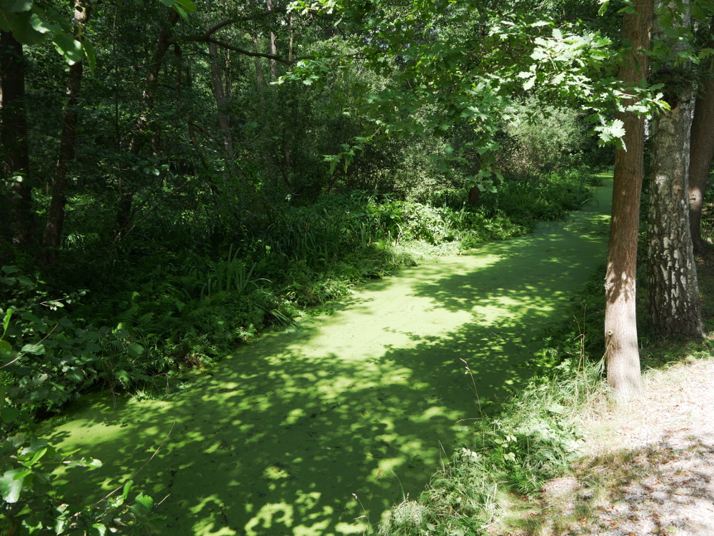 Das Foto zeigt einen kleinen Fluß (bzw. im Spreewald heißen sie Fließe) im Spreewald, der komplett mit grünen Pflanzen zugewachsen ist, links daneben ist grüne Wildniss und rechts kann man nur ein paar Bäume entlang des Wassers erkenne.