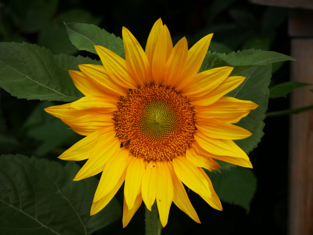 Eine Großaufnahme von einer großen, gelben Blüte von einer Sonnenblume