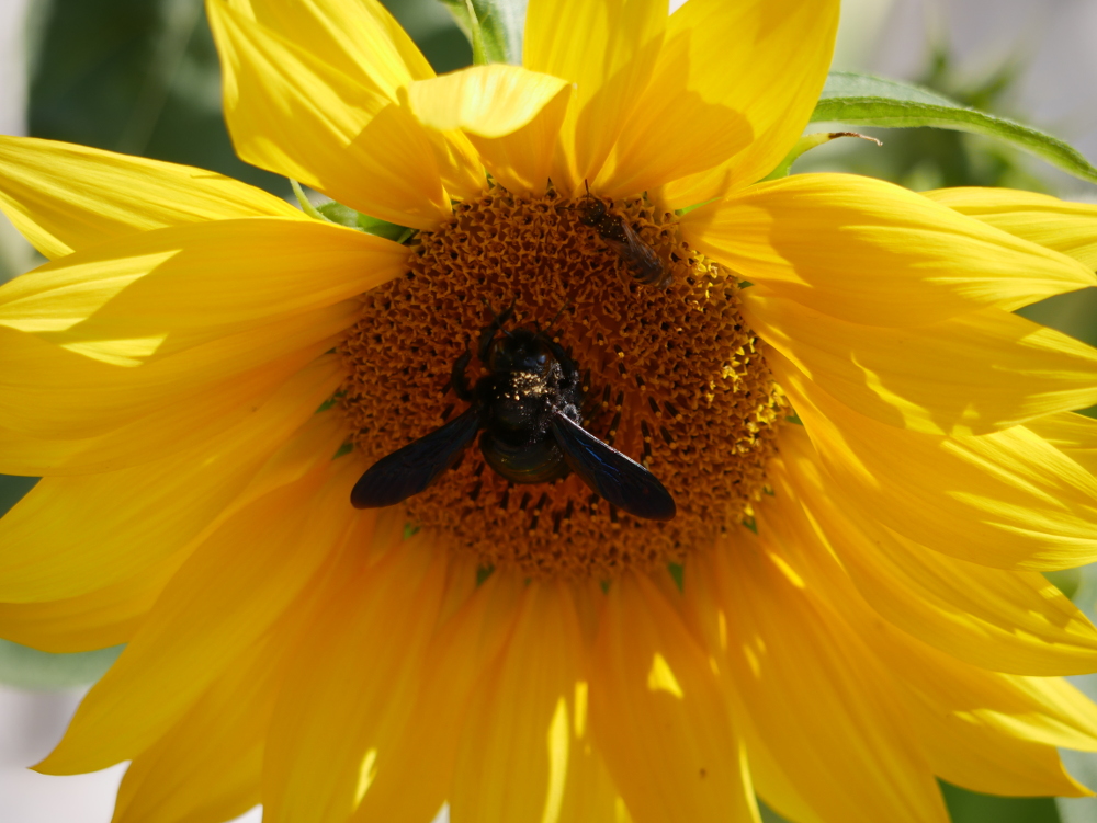 Das Foto zeigt die Großaufnahme von einer Sonnenblumen-Blüte. In der Blüte sitzt, genau in der Mitte, ein großes, schwarzes Insekt. An dem Insekt sind durch den Kontrast deutlich gelbe Pollen zu erkennen.