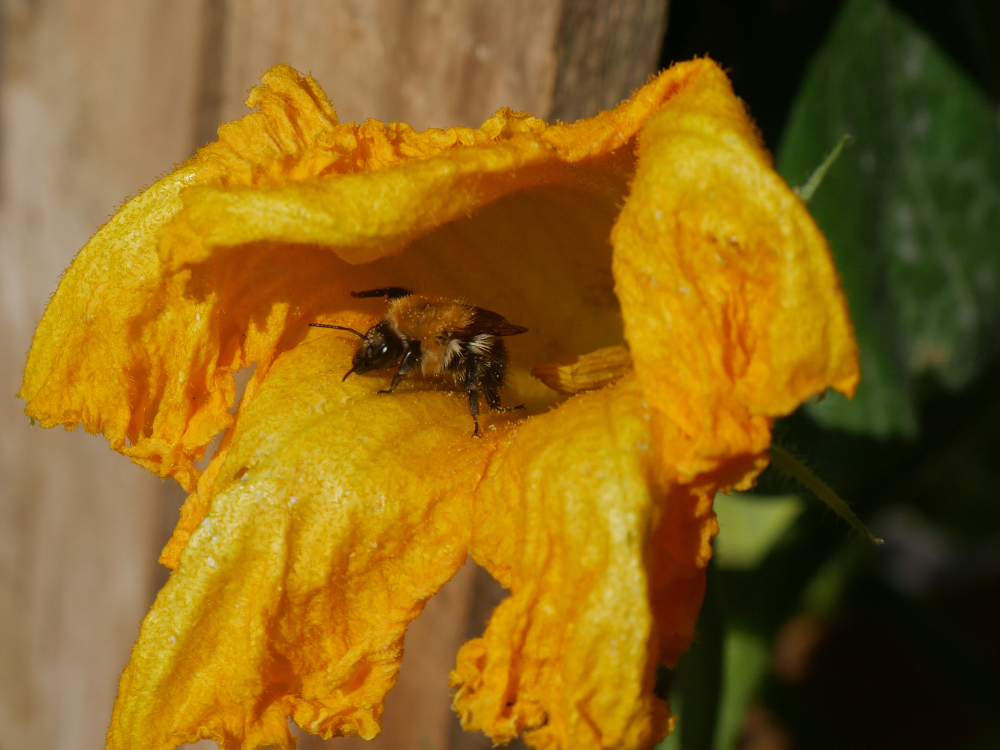 Das Foto zeigt eine Großaufnahme vom Blütelkelch einer Kürbis-Pflanze. Aus dem Kelch klettert gerade eine große, mit Blütenstaub bedeckte Hummel.