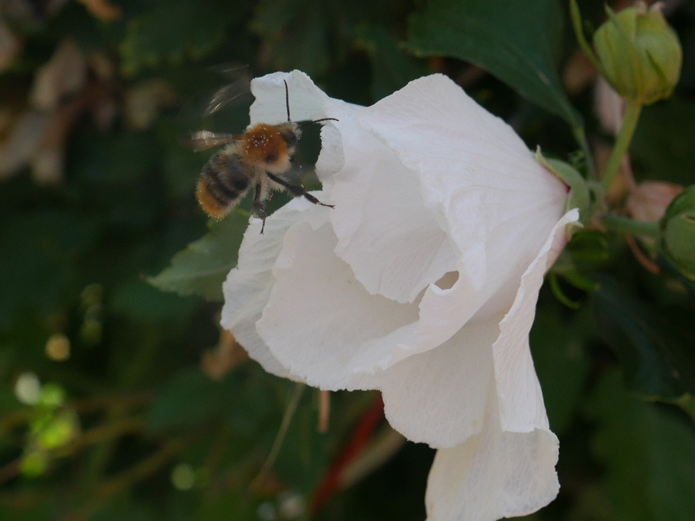 Das Foto zeigt eine weiße Blüte. Wenige Zentimeter vor der Blüte fliegt eine Hummel, durch die schnellen Bewegungen sind die Flügel der Hummel nur noch schmenhaft erkennbar.