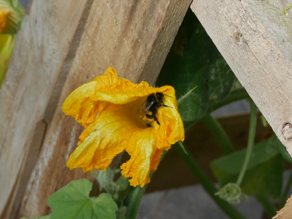 Das Foto zeigt eine kelchförmige Kürbiss-Blüte. Aus der Blüte krabbelt gerade eine schwarz/gelbe Hummel