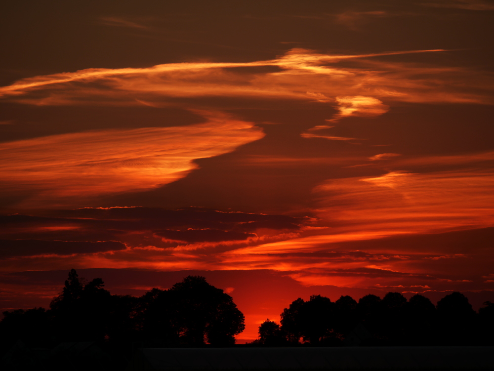 Die Landschaftsaufnahme zeigt einen dramatischen Sonnenuntergang. Das Foto ist fast bei sonnenuntergang entstanden, man sieht unten das Dach eines Gewächshauses, dahinter die schwarzen Silouetten von Bäumen mit einer Lücke in der Mitte und darüber die Wolkenschichten, die von der untergehenden Sonne in Rot- und Orangetönen erleuchtet werden.