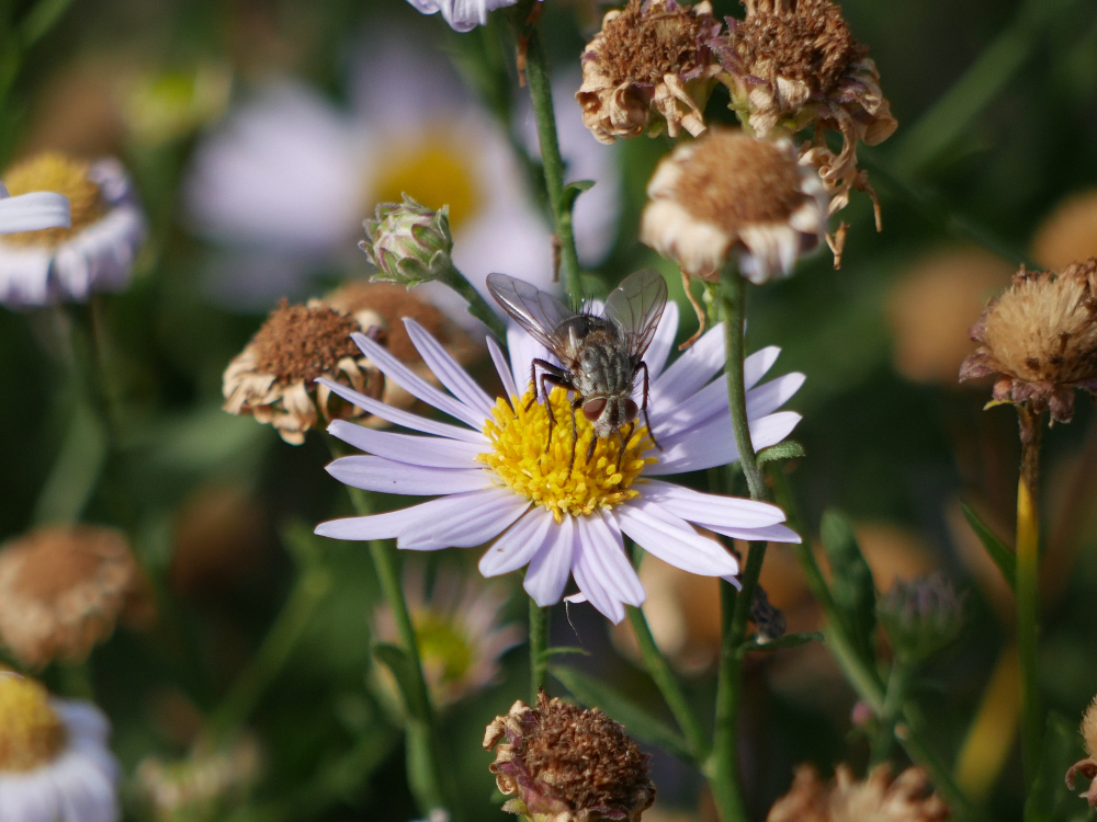 Das Foto zeigt eine Detailaufnahme von einem Insekt, welches auf einer kleinen, weißen Blüte sitzt. Rund herum kann man Stöngel mit weiteren Blüten erkennen, diese Blüten sind aber teilweise schon verblüht und vertrocknet.
