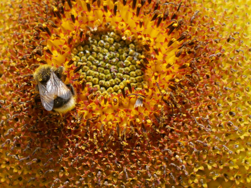 Eine Nahaufnahme von einer sehr großen Blüte einer Sonnenblume, wobei das Blüteninnere das ganze Bild umfasst. Auf einem "Ring" in der Blüte sitzt eine Hummel und erntet fleissig Necktar, sie ist auch schon an ihrem Fell ganz mit Blütenpollen bedeckt.
