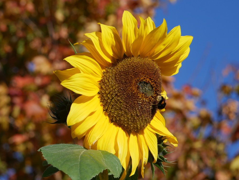 Ds Foto zeigt eine sehr große Blüte einer Sonnenblume, auf der Blüte sitzt eine Hummel und sammelt Necktar. Man kann im Hintergrund unscharf bunte Blätter von Bäumen und darüber einen straheldn blauen Himmel erkennen.