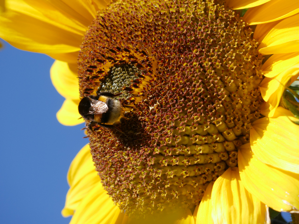 Das Foto zeigt eine große Sonnenblumen-Blüte, auf der eine Hummel sitzt und Necktar sammelt. Die Blüte ist nur teilweise zu sehen.