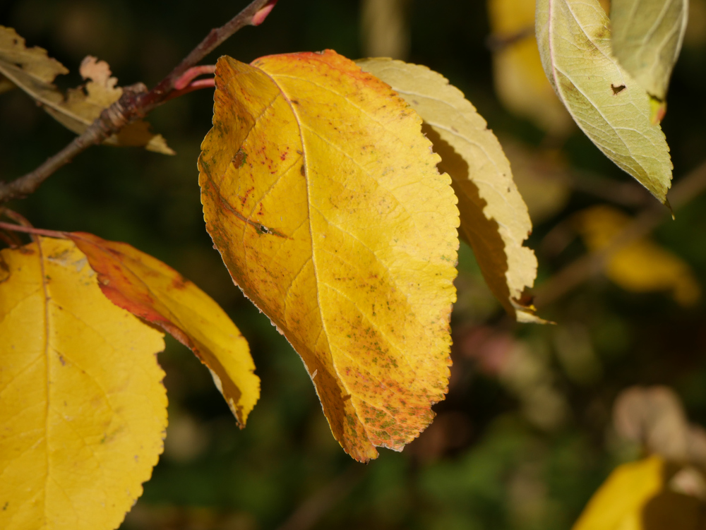 Bunte gelb-rötliche, welkende Blätter an einem Ast.