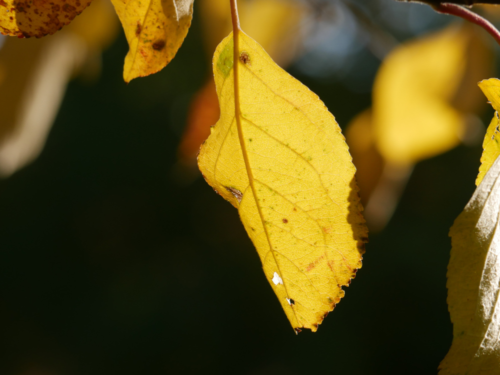 Ein großes, scharf abgebildetes gelbes, welkendes Blatt vor schwarzem Hinterund. Weiter hinten und am rand sind weitere bunte Blätter erkennbar.