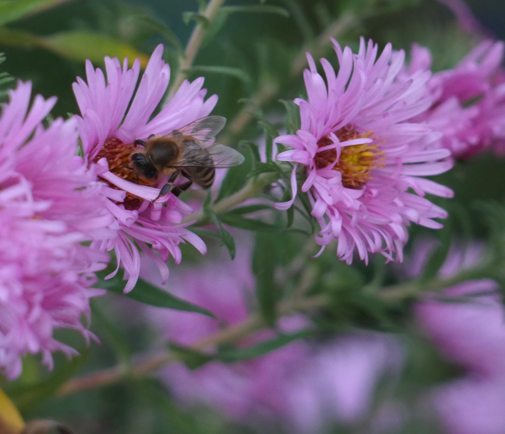 Kleine, rosa-farbene Blüten an einem Strauch, zwei Blüten sind scharf und auf der rechten Blüte sitzt eine Wildbiene und erntet Necktar.