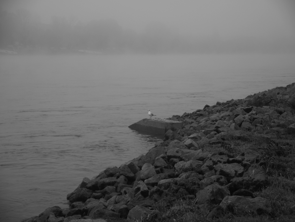 Das s/w-Foto zeigt eine Möwe, die auf einem Betonteil am Rheinufer sitzt, im Hintergrund kann man im Nebel die Mannheimer Rheinseite erahnen.