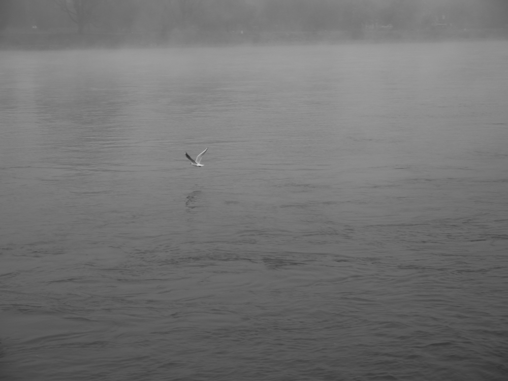 Das s/w-Foto zeigt eine Möwe, die bei Nebel dicht über dem Rhein fliegt.
