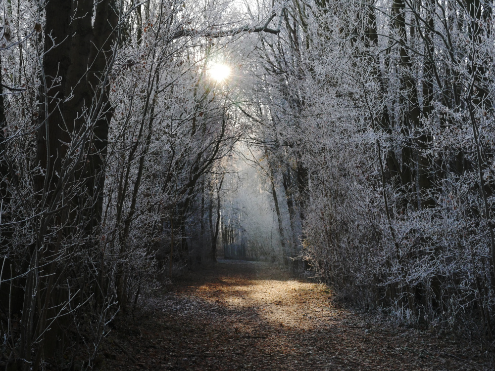 Das Foto zeigt einen von Bäumen umsäumten Wanderweg im Winter, die Äste der Bäume sind mit Reif bedeckt. Es ist eine Gegenlichtaufnahme, auf dem Weg kann man die Sonnenstrahlen gut erkennen.