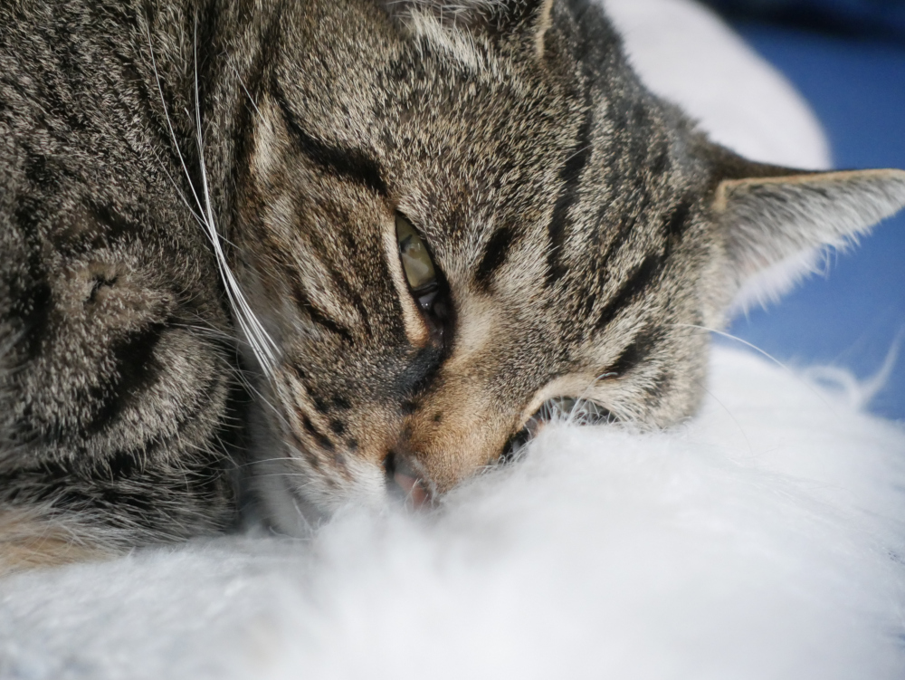 Ds Foto zeigt den Kopf eines grau-schwarz getigerten Katers, der auf den Fransen einer weißen Katzendecke liegt und nur einen Spalt breit die Augen auf hat.