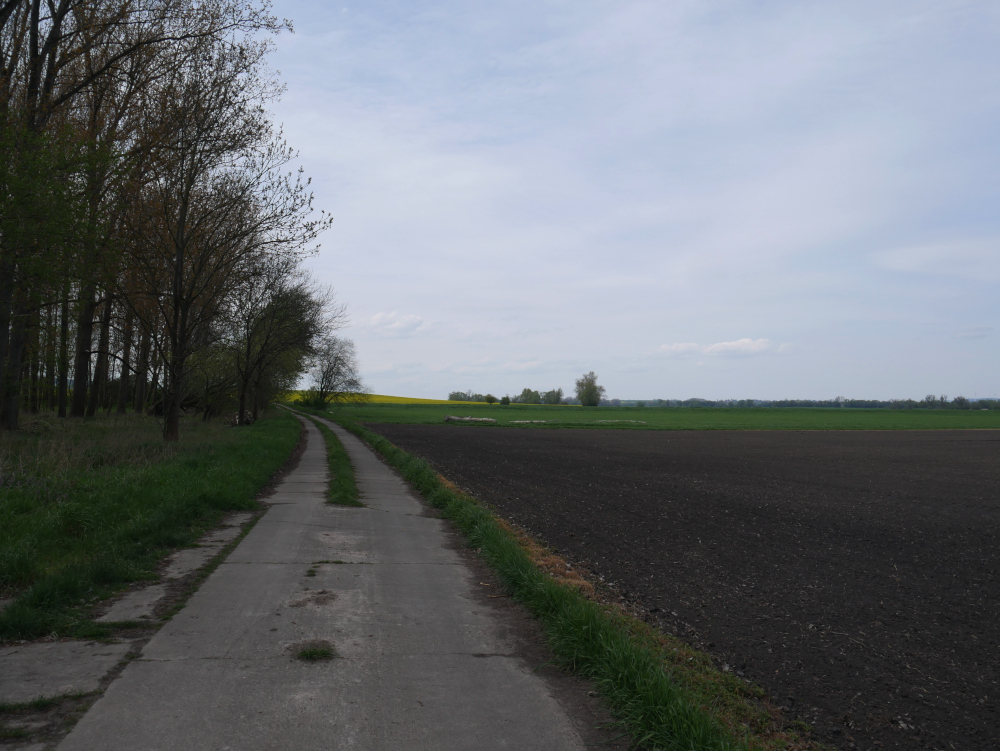 Das Foto zeigt eine Landschaftsaufnahme. Durch das Bild verläuft ein Feldweg, der leicht nach links abbiegt. Rechts vom Feldweg sind Felder (erst braun, dann grün und im Hintergrund gelber Raps), rechts ist lichter Wald.