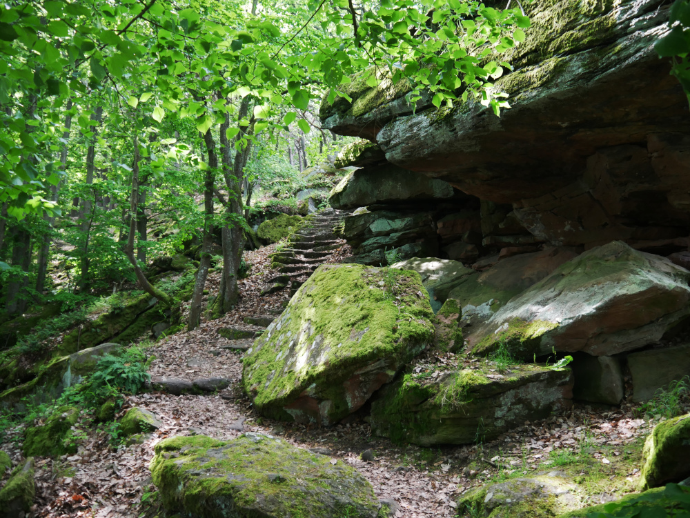 Das Foto zeigt einen Wanderweg in der Pfalz. Der Bild geht etwa in der Bildmitte durch, rechts davon sind Steinplatten und Felsen, links Wald. Der Verlauf des Waldwegs sind viele grobe Stufen.