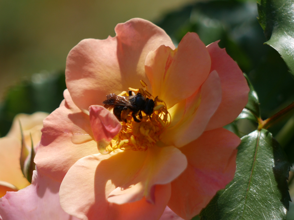 Das Foto zeigt eine große, schwarze Holzbiene auf einer gelben Rosenblüte