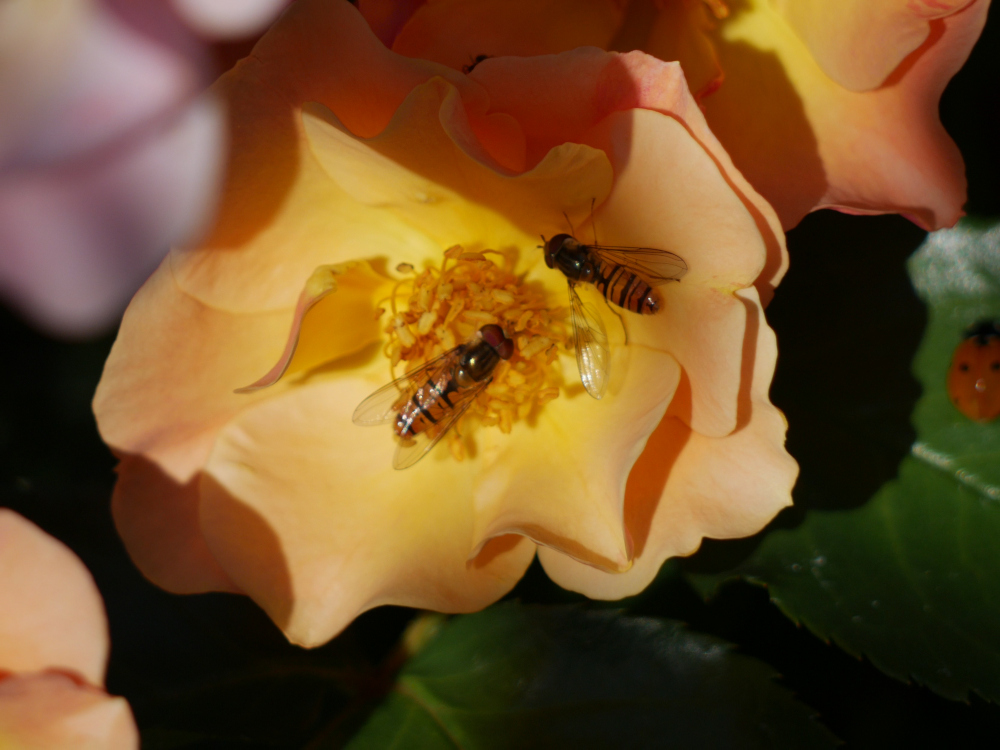 Das Foto zeigt zwei kleinere Bienen auf einer gelben Rosenblüte