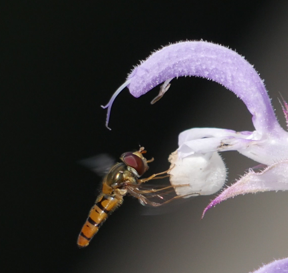 Das Foto zeigt eine kleinere Biene, die gerade an eine lila-weiße Blüte "angedockt" hat.