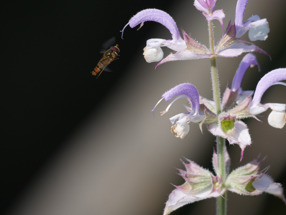 Das Foto zeigt eine kleinere Biene im "Endanflug" auf die lila-weißen Blüten einer Blume.