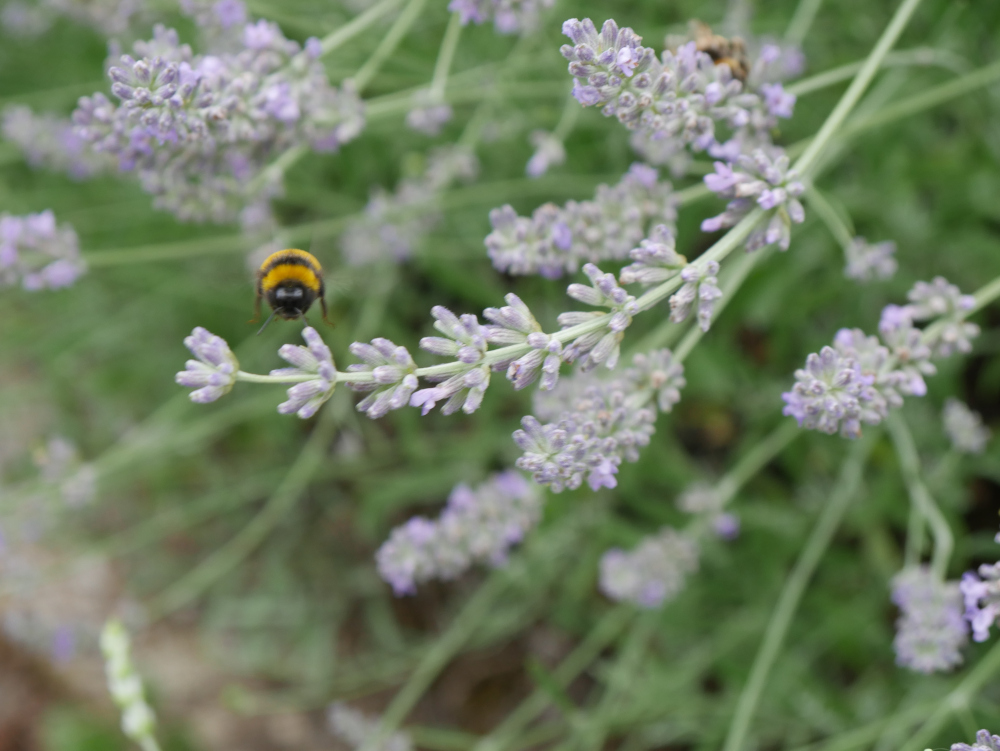 Das Foto zeigt eine Wespe im "Endanflug" auf eine Lavendel-Blüte