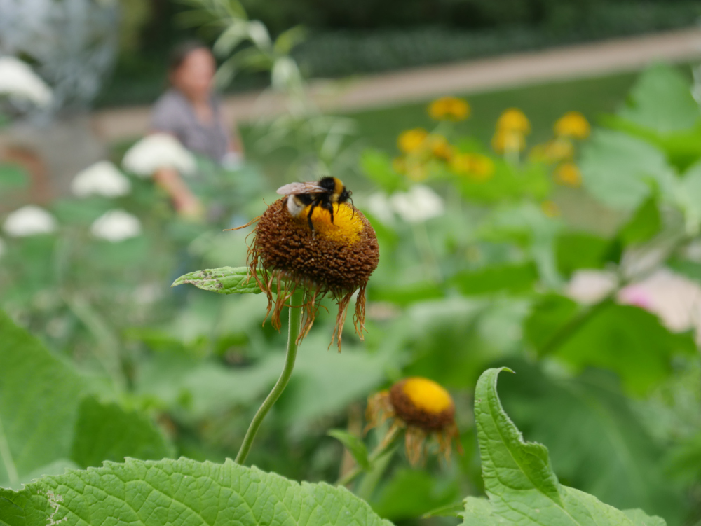 Das Foto zeigt eine Wespe auf einer dicken, fast verblühten Blütenkugel. Im Hintergrund sind unscharf eine Frau und weitere Blumen mit Blüten erkennbar.