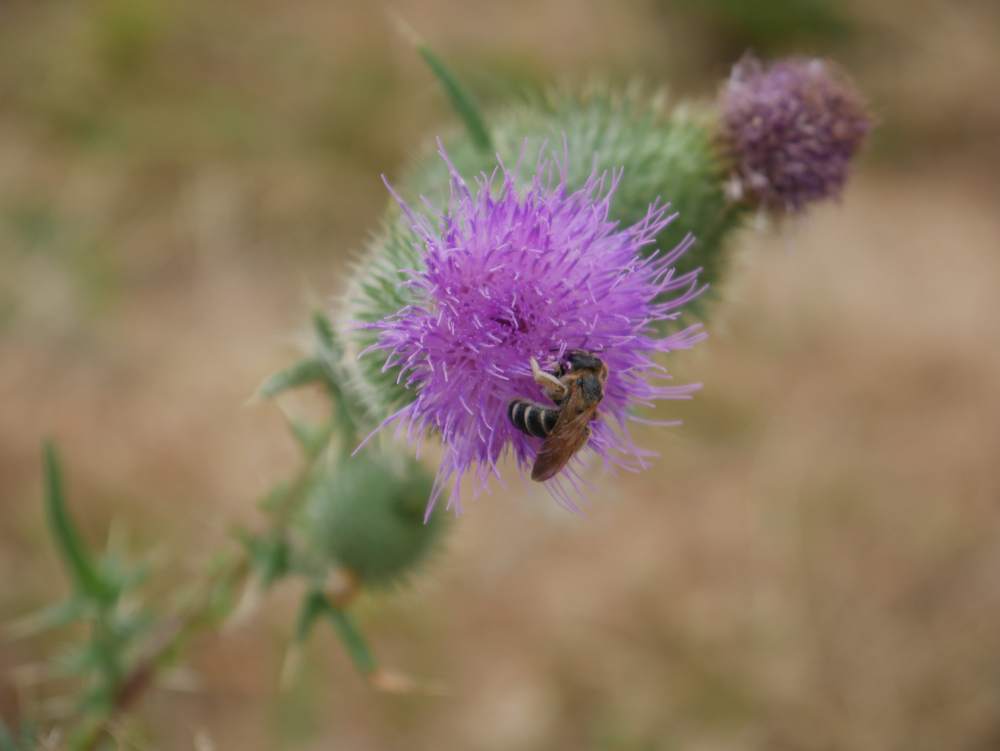 Das Foto zeigt eine Wespe auf einer lilafarbenen Distelblüte