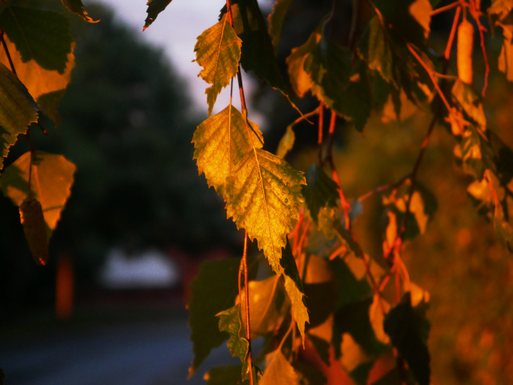 Das Foto zeigt kleine Blätter, die von der ungegehenden Sonne mit goldenem Licht beschienen Werden. Vereinzelte Wassertropfen sauf den Blättern sind erkennbar.