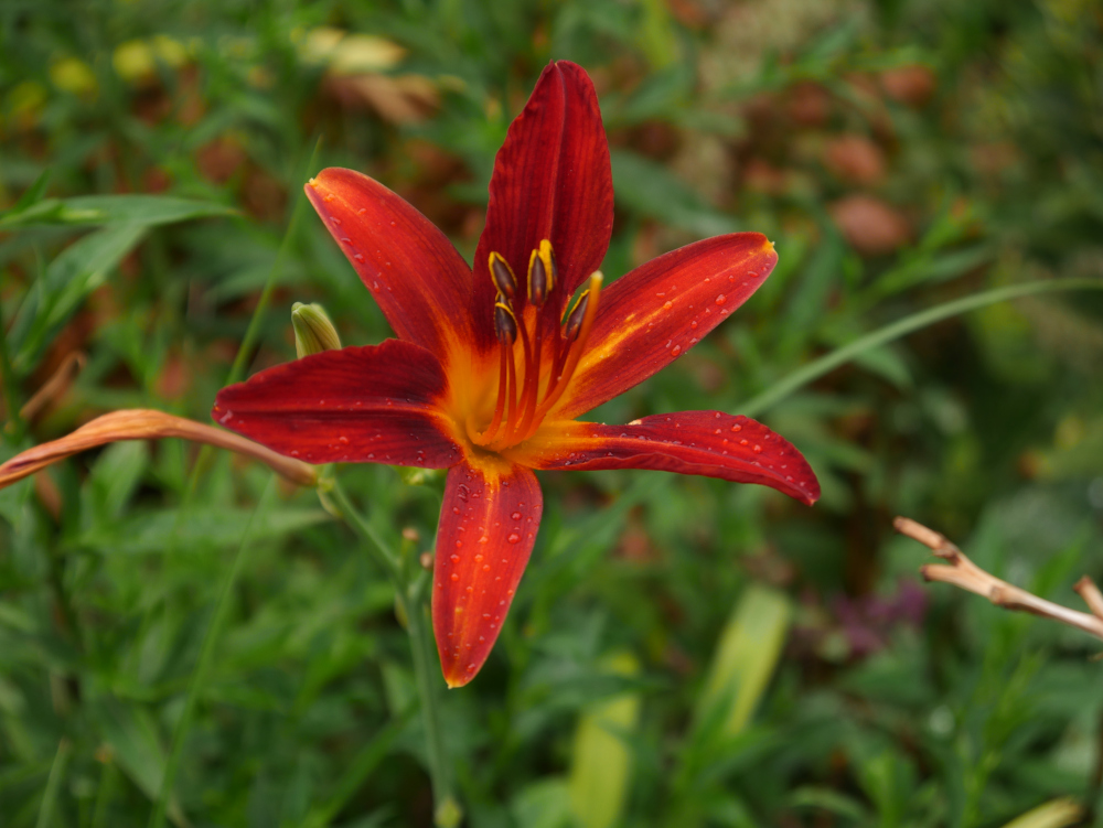 Das Foto zeigt eine Rot-Orangene Blüte einer Blume. In der Mitte der Blüte sind wie kleine "Antennen" erkennbar, die relativ weit nach oben gehen und dort Knospen tragen.