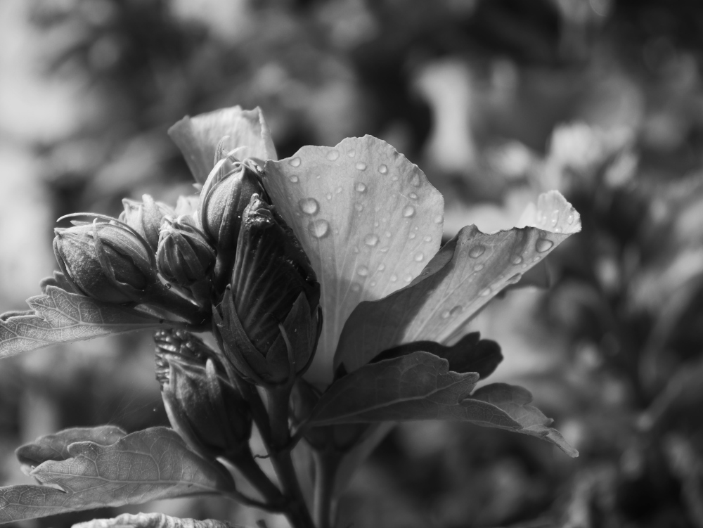 Ds s/w-Foto zeigt Blüten nach einem Regen. Ein Teil der Blütenknospen sind geschlossen, andere geöffnet und auf den Blütenblättern kann man Regentropfen erkennen. Der Hintergrund verschwindet in der Unschärfe.
