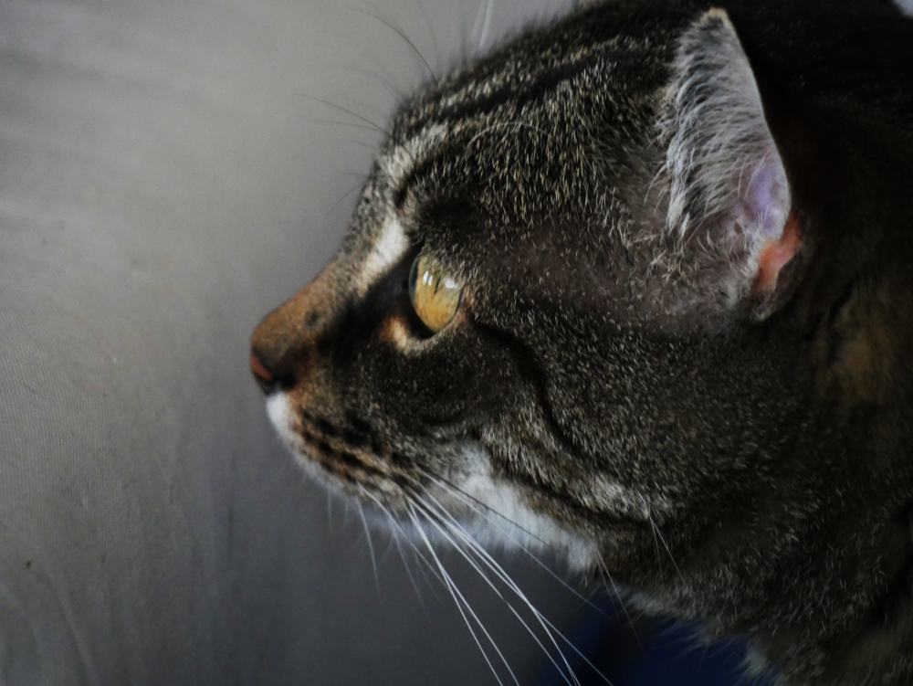 Das Foto zeigt die Grußaufnahme von einem Katzenkopf, der nach links schaut. Man erkennt ein Auge, Mäulchen, Nase, Schnurhaare und ein Auge.