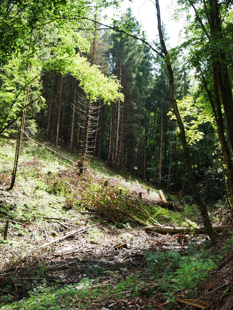 Eine Landschaftsaufnahme im Harz. Das Bild zeigt eine LIchtung im Wald an einem Hang, der nach links ansteigt. Eine einzelne Fichte ist in der Lichtung, die von der Sonne beschienen wird, noch stehen geblieben.