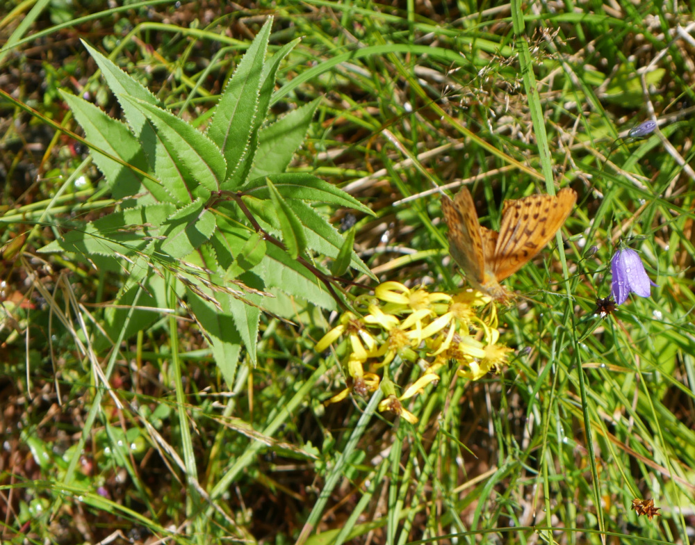 Eine Detailaufnahme vom Boden. Man sieht Gras von links nach rechts einen Mini-Baum, eine gelbe Blüte auf der ein Schmetterling mit orangenen, schwarz gepunkteten Flügeln sitzt und rechts daneben eine Blume mit lila Blüten