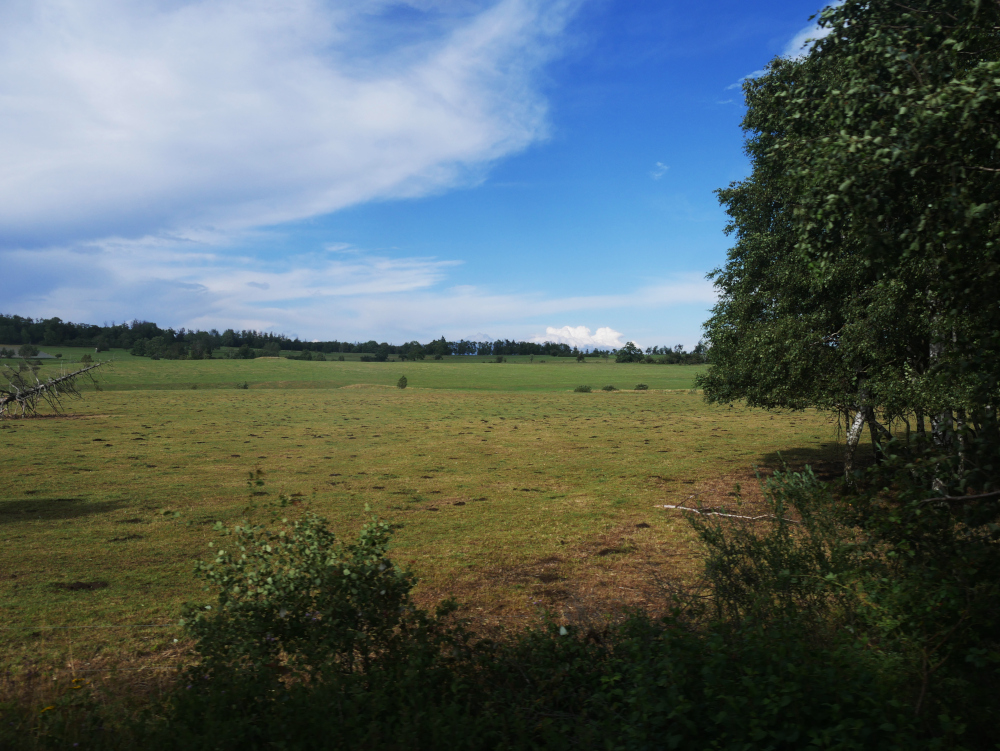 Eine Landschaftsaufnahme von einer Wiese z iemlich weit oben im Harz. Rechts sind Bäume, links ragt eine umgestürzte Fichte ins Bild. Dann die große, baumarme Wiese und im Hintergrund wieder Bäume. Derüber der blaue Himmel mit weißen Wolken.