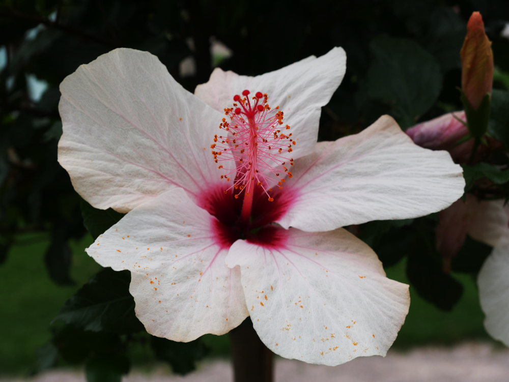 Das Foto zeig eine Nahaufnahme von einer weißen Blüte mit einem großen, roten Blütenstängel an dem die Samenkapseln hängen.