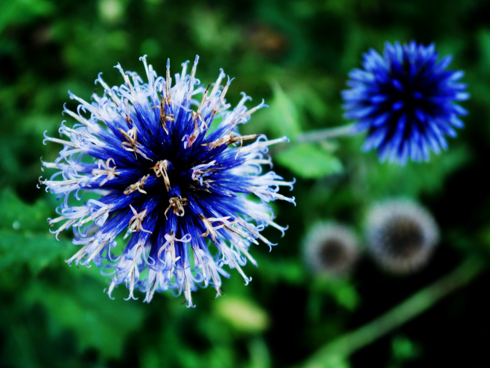 Das Foto zeigt eine bearbeitete und abstrakte Szene. LInks dominiert ein relativ scharfer, blau-hellblauer, ballfrörmiger Blütenkopf. Rechts ist ein kleinerer Blütenkopf unscharf erkennbar, im Hintergrund verschwimmen dunkelgrüne Blätter und rechts unten zwei weitere Blütenköpfe.
