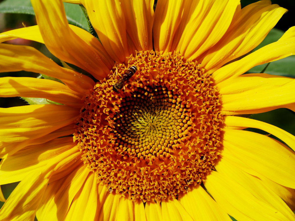 Das Foto zeigt das Innere einer Sonnenblumen-Blüte mit einer Wespe drauf.