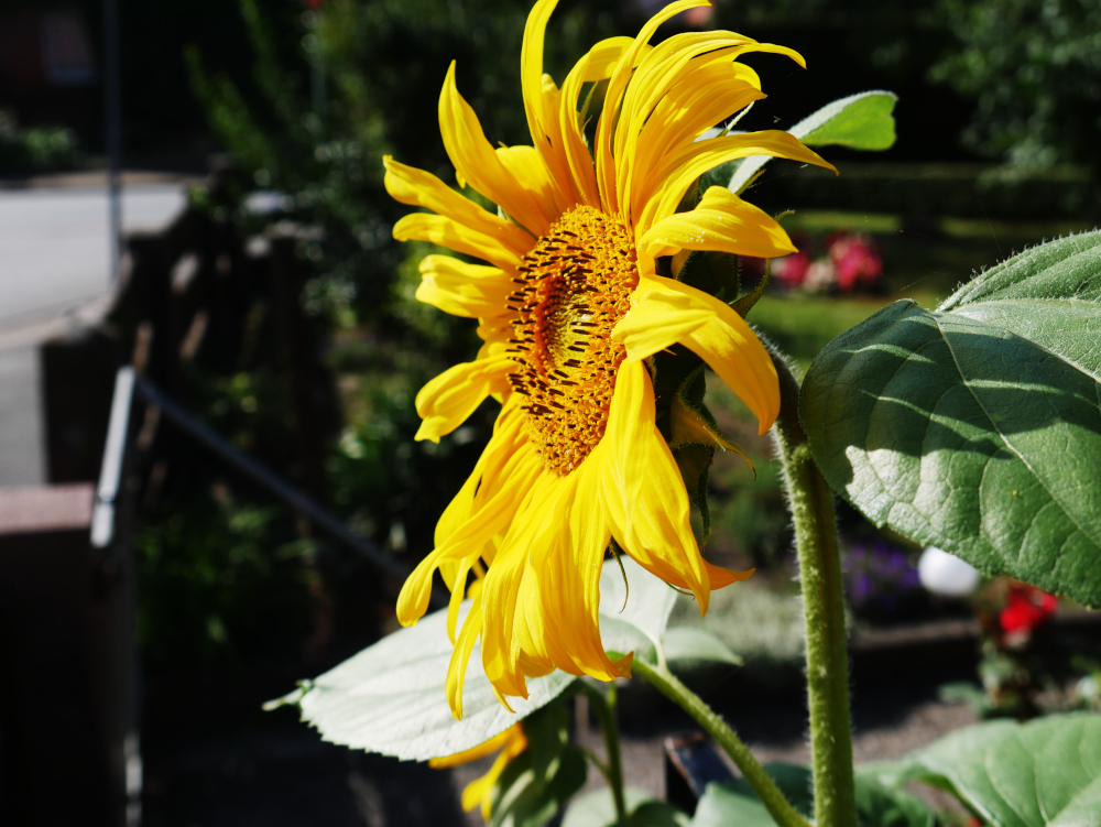 Ds Foto zeigt die seitliche Aufnahme einer großen Sonnenblumen-Blüte