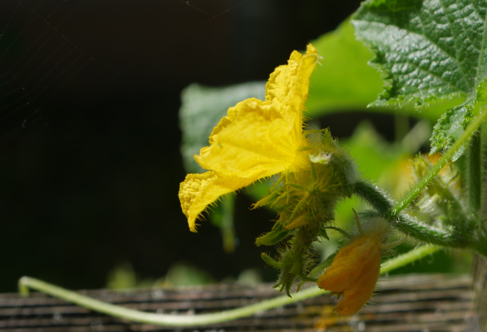 Das Foto zeigt eine seitliche Aufnahme einer kleinen, gelben Blüte einer Gurkenpflanze. MAn sieht Ansätze für weitere Blüten bzw. Gurken und unten Teile des Rankgitters. Der Hintergrund ist fast schwarz, was einen starken Kontrast mit der leuchtend gelben Blüte ergibt.