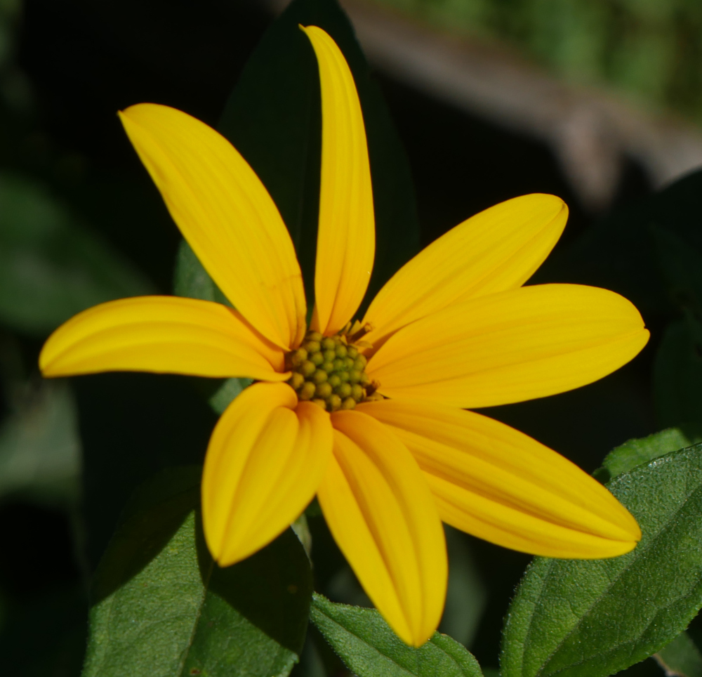 Das Foto zeigt die leuchtend Gelbe Blüte einer Tobinabur-Pflanze.