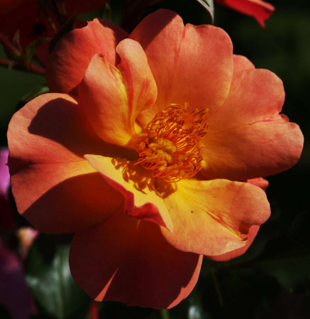 Das Foto zeigt eine Rosenblüte in Rosa-Rot. Das Licht fällt so schön ein, dass das innere fast magisch leuchtet.