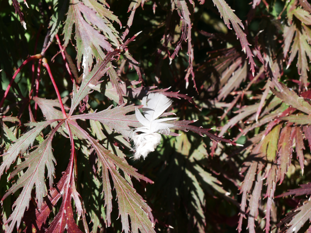 Das Foto zeigt eine weiße Vogelfeder, die auf grün-roten Blättern liegt.
