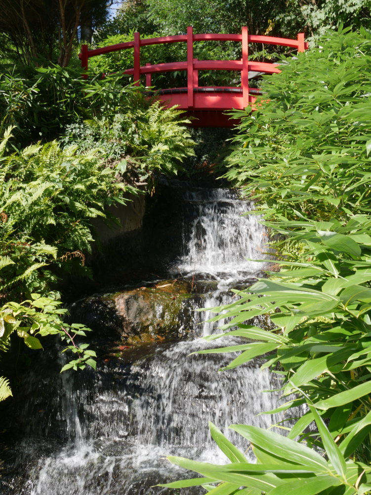 Eine Landschaftsaufnahme in japanischen Garten in Kaiserslautern. Oben eine rote Holzbrücke, darunter ein von grünen Pflanzen gesäumter, mehrstufiger Wasserfall.