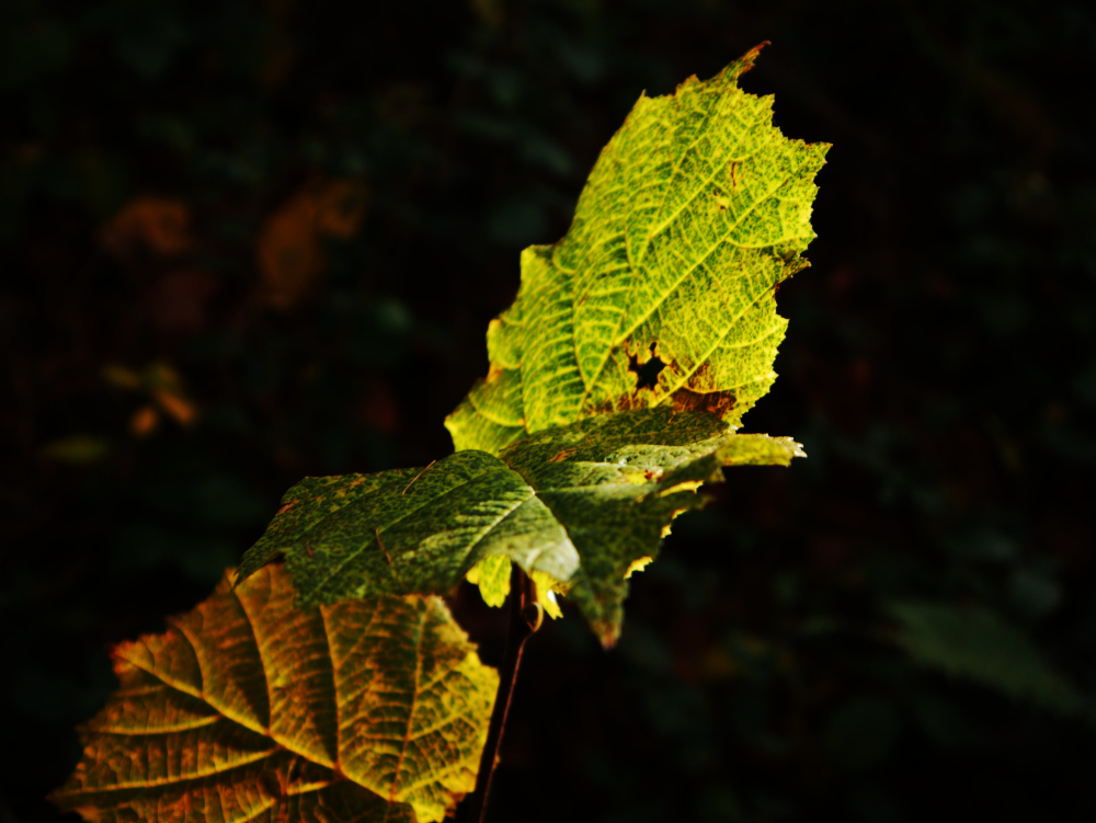 Das Foto ist sehr experimentell und daher schwar zu beschreiben. Es zeigt Blätter im Wald, welche von der Sonne beschienen werden. Die Sonne bringt quasi das Blatt in grün-gelb zum leuchten, wodurch es etwas fremdartig wirkt.