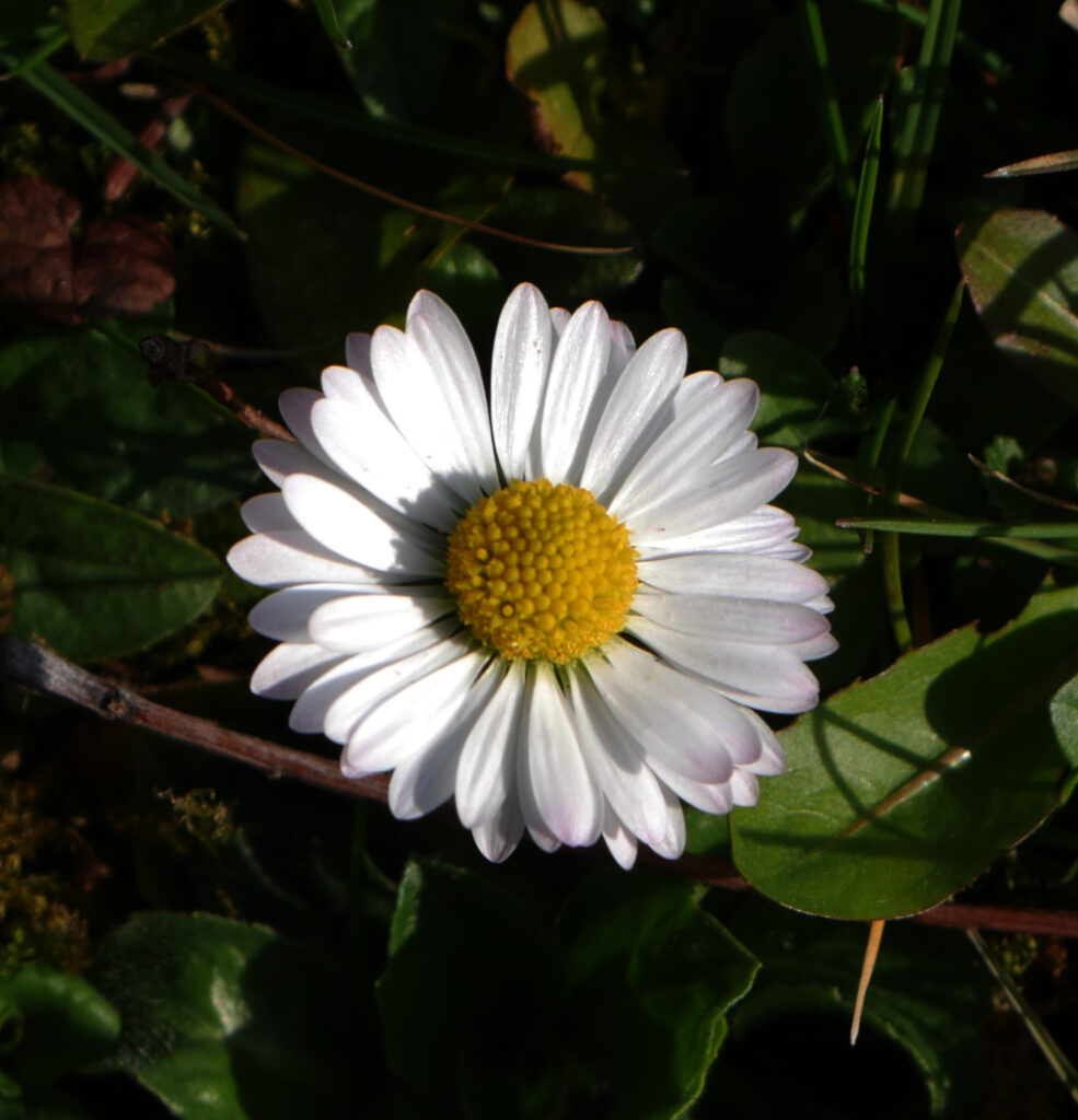 Das Foto zeigt eine weiße Blüte mit dem gelben Zentrums eines Gänseblümchens. Man kann gut die Kügelchen im Blütenstand erkennen. Der Hintergrund ist leicht unscharf und dunkelgrün.
