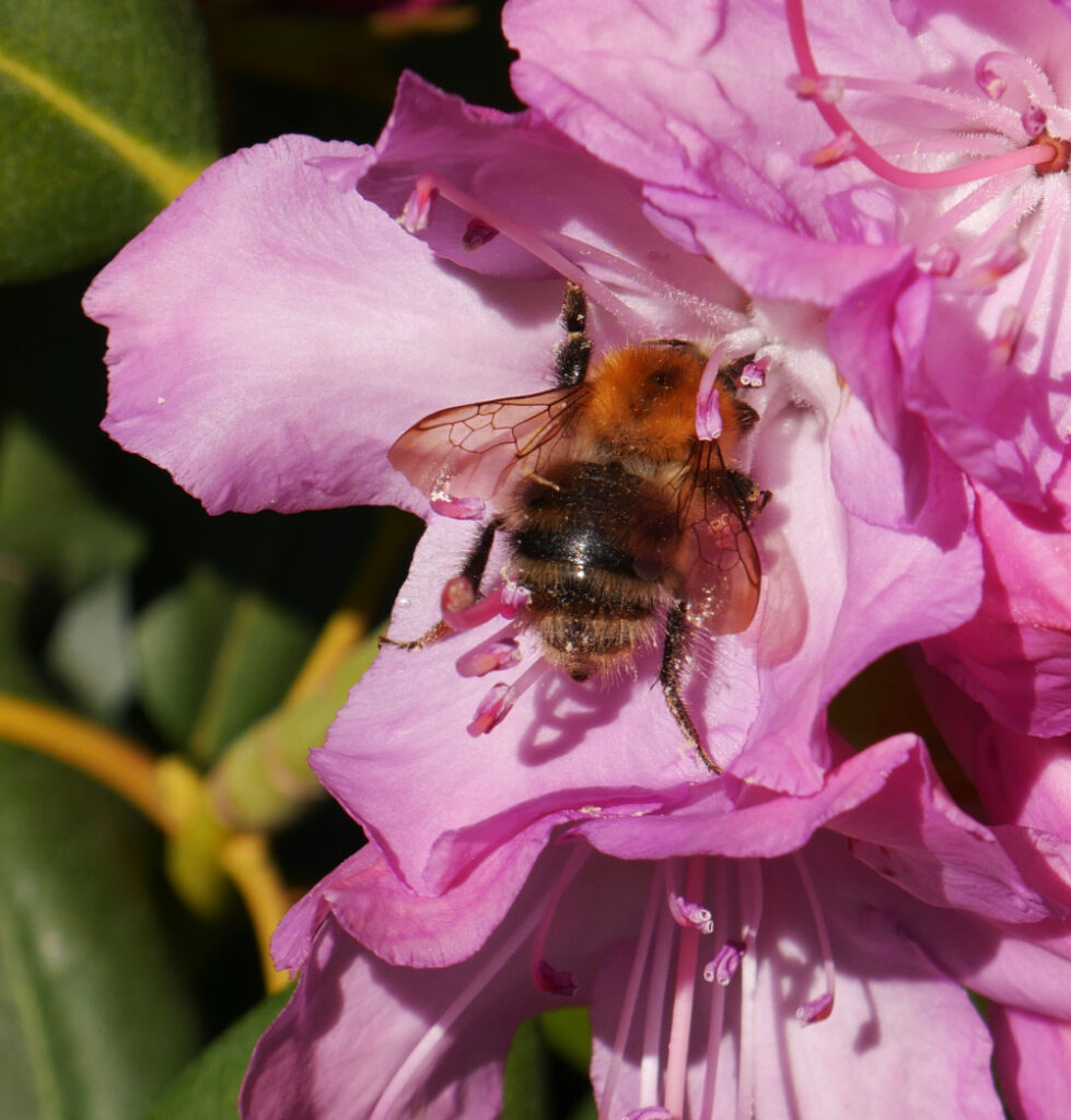 Das Foto zeigt eine große Hummel auf einer großen Rhododendronblüte. Man kann im Fell der Hummel Blütenpollen erkennen.