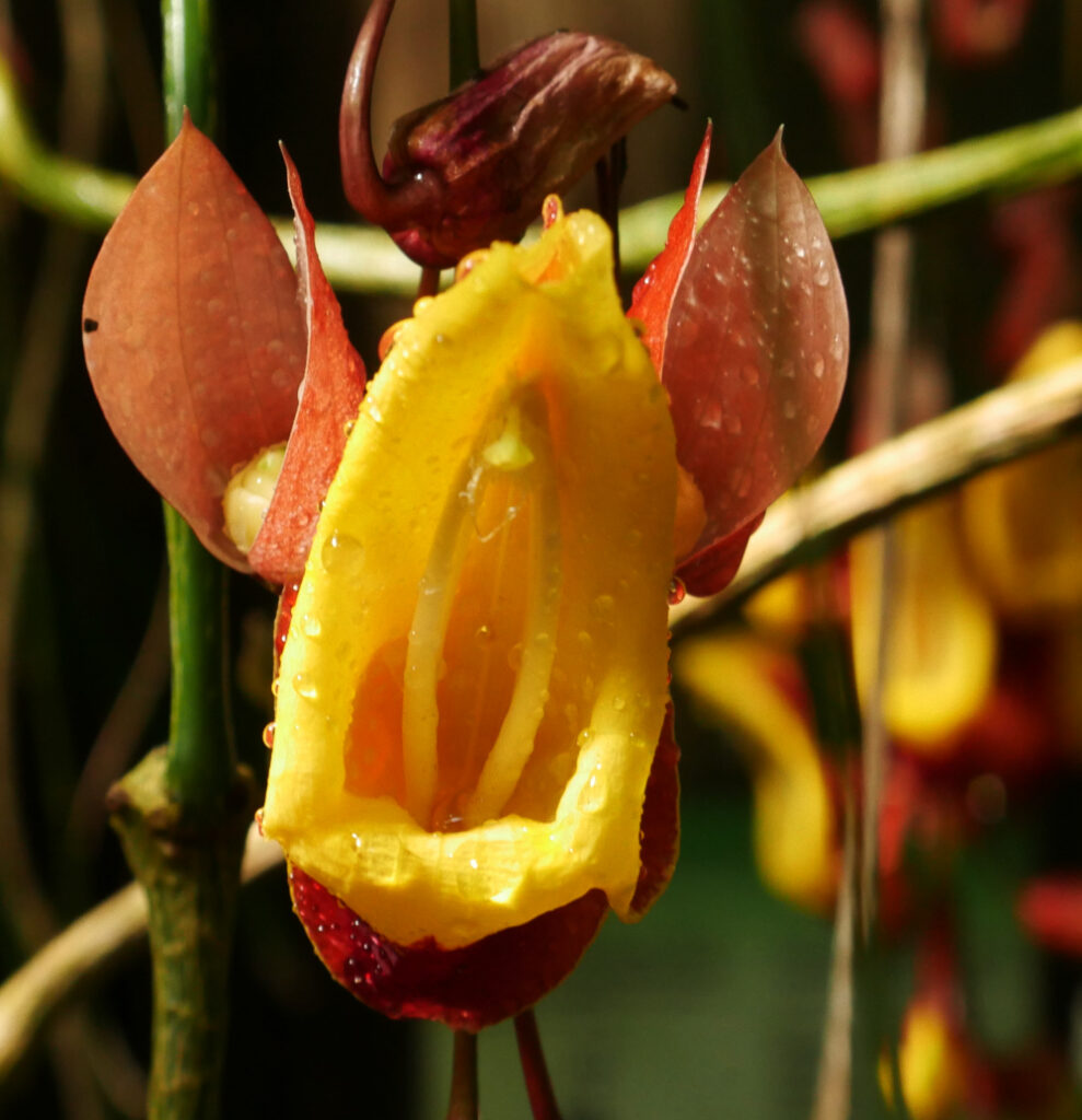 Das Foto zeigt eine kelchartige, innen gelbe und außen orange-Rote Blüte einer exotischen Pflanze. Es ist sehr feucht, an der Blüte sind deutlich Wassertropfen erkennbar.