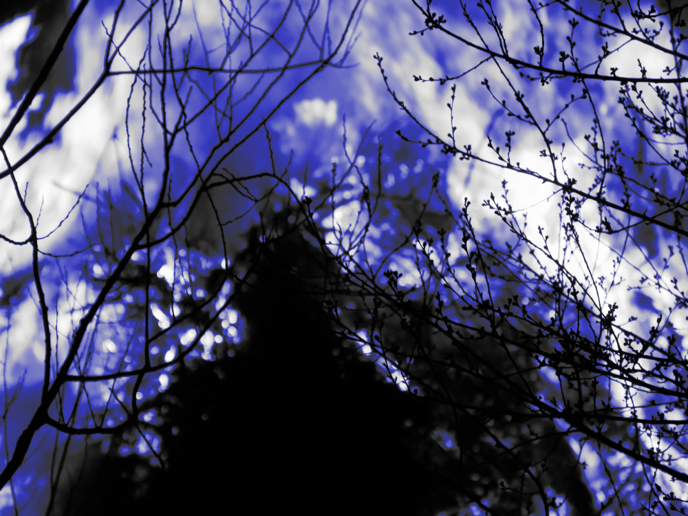Das Foto zeigt ein abstrakt bearbeitetes Bild. Man sieht im Vordergrund schwarzes geäst und dahinter seltsam anmutenden blau-schwarz-weiße Farben. Es wirkt sehr fremdartig.